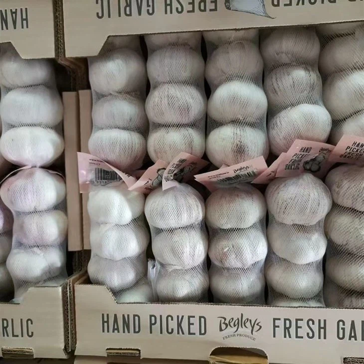 Normal White Fresh Garlic