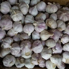 تازہ سفید لہسن